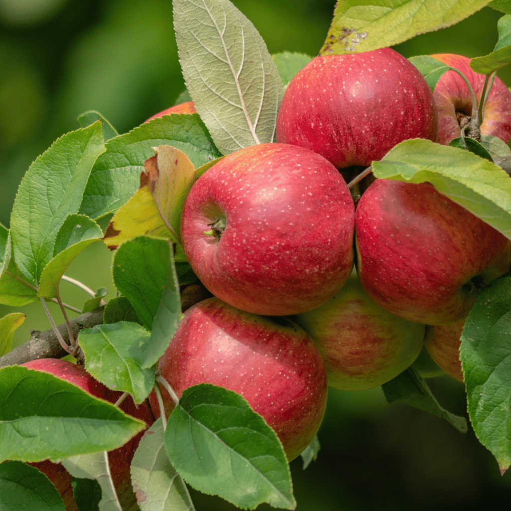 An apple a day keeps the doctor away